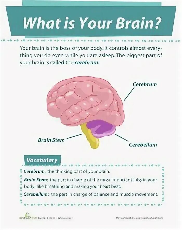 The structure of the human brain. Brain parts and functions. brain worksheet. human brain worksheet. capabilities of human brain worksheets.