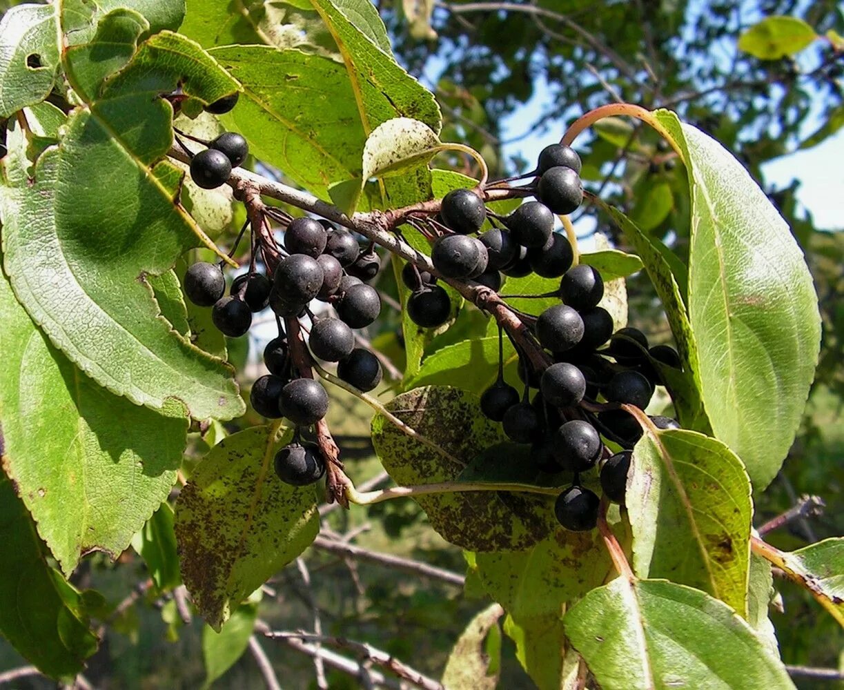 Жостер слабительный Крушина. Жостер слабительный (Rhamnus cathartica). Жостер Даурский. Жостер слабительный (Крушина слабительная).