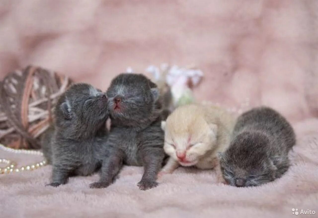 Вислоухая кошка рожает. Новорожденные котята Шотландские вислоухие. Британские котята вислоухие Новорожденные. Новорожденные скоттиш фолд. Новорожденные котята британцы вислоухие.
