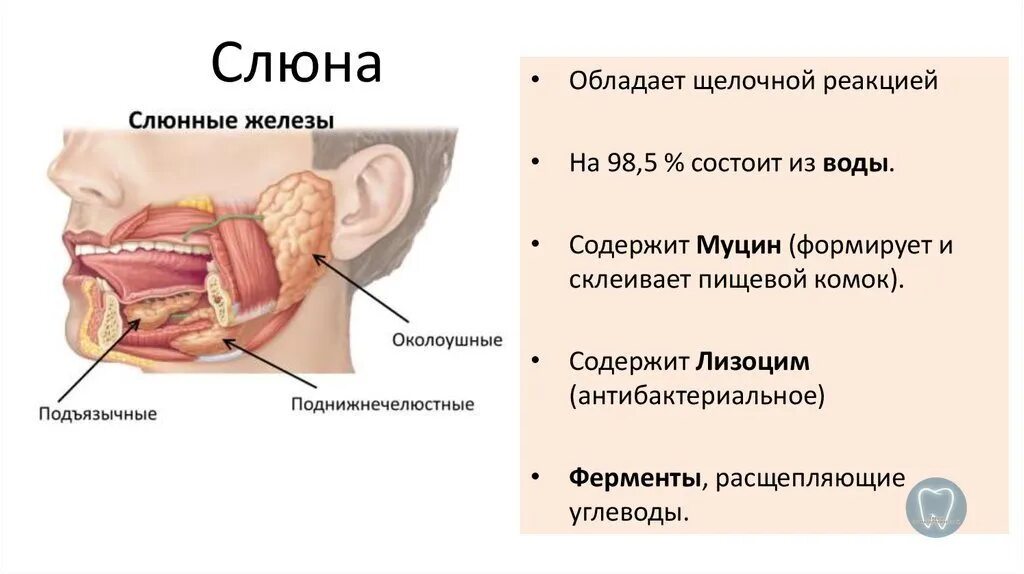 Строение слюнных желез биология 8 класс. Слюна на щеке. Околоушная слюнная железа секрет. Слюна на щеке. Околоушная слюнная железа человека.