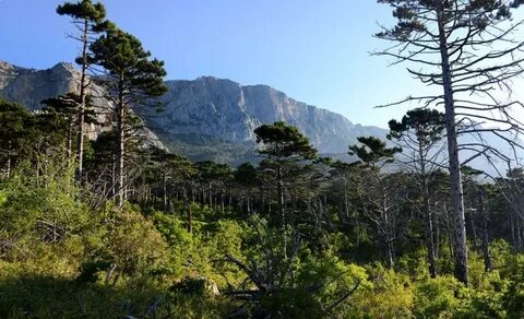 Лесные заповедники крыма