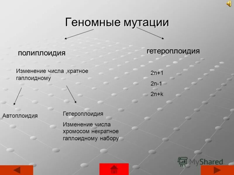 Селекция. Типы возникновения полиплоидии. Полиплоидия заключается в изменении числа. Полиплоидия. Изменение числа хромосом в геноме.