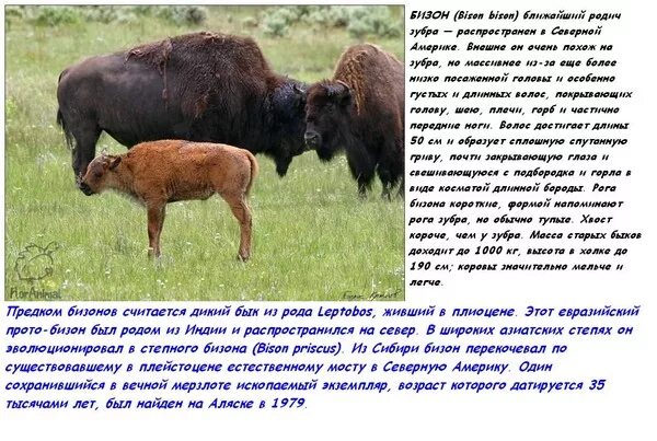 Какой тип питания характерен для бизона. Бизон обитает. Бизон где обитает. Где обитает ЗУБР. Бизон обитает в России.