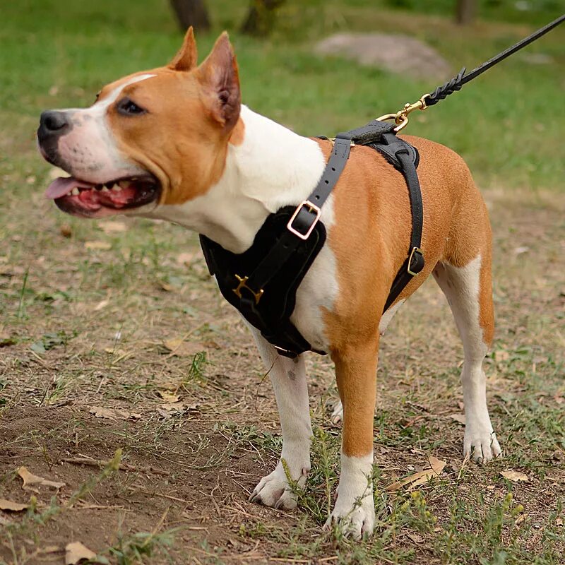 стаффордширский терьер красный. американский амстафф. старфаошитский терьен. американский стаффордширский т. стафф терьер фото.