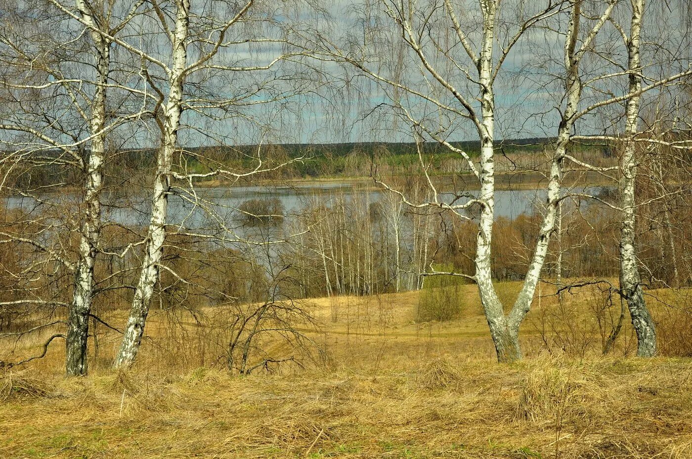 Березовая роща ранней весной чага. Береза весной. Весенний пейзаж.