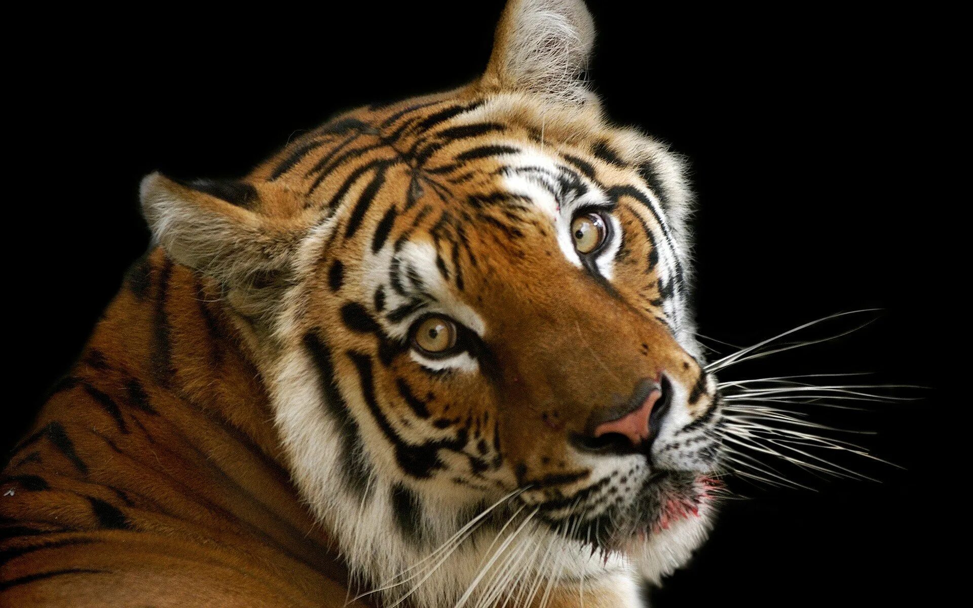 Красивая заставка тигр. Тайгер тигр. Красивый тигр. Тигр морда. Тигр на заставку.