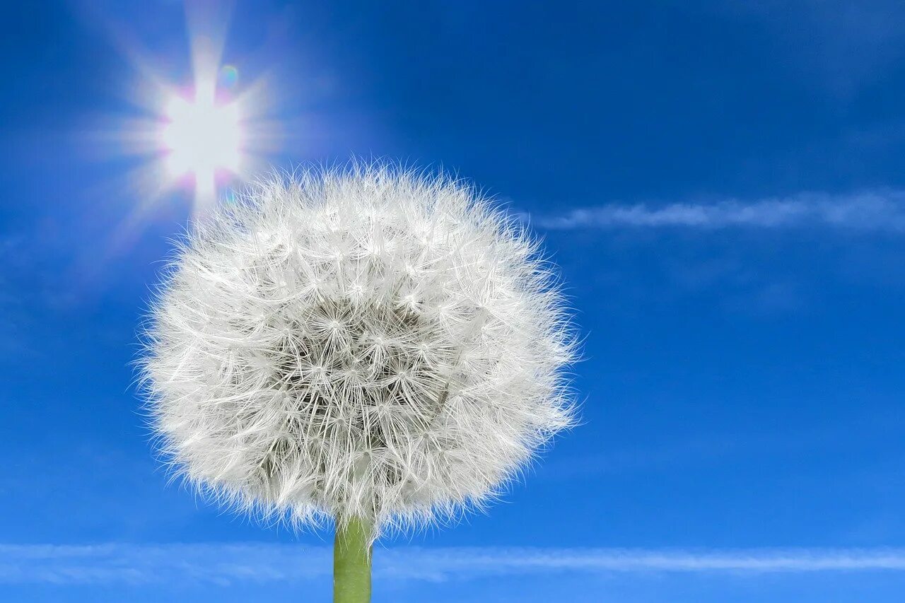 Одуванчик солнышко. Солнечные одуванчики. Одуванчик солнышко. Одуванчик солнышко. Одуванчик на закате солнца.