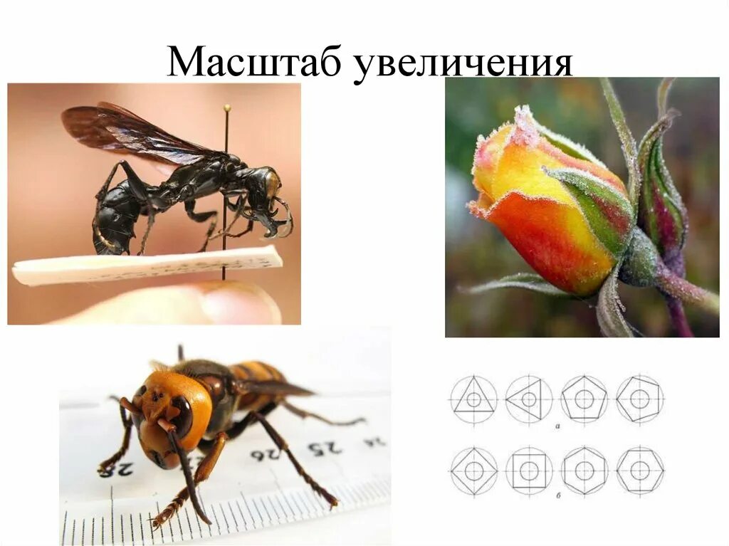 Масштаб увеличения это. Масштаб увеличения и уменьшения. масштаб увеличения изображения это. масштабное увеличение пример. пятидесятикратное увеличение.