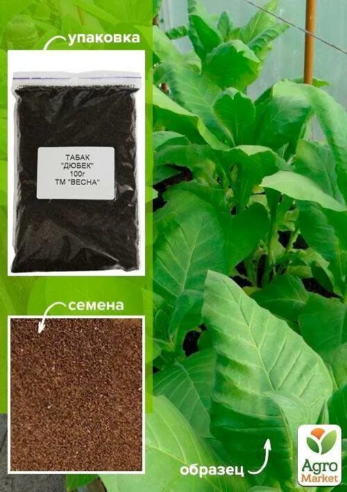 Семена табака. Семена табаков. Табак самосад плазменные семена. Табак самосад семена. Семечко табака.