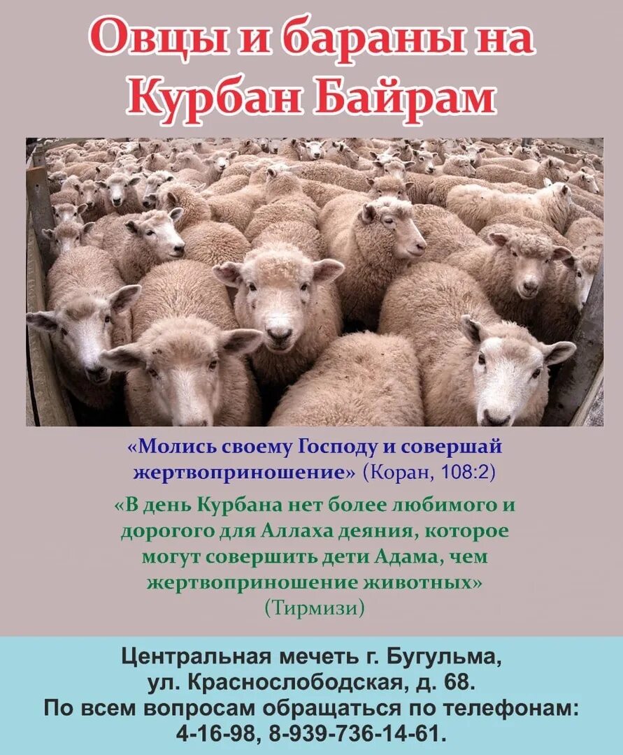 Про курбана. Курбан байрам Бугульма. С праздником Курбан байран. Прикол праздник Каран баран.