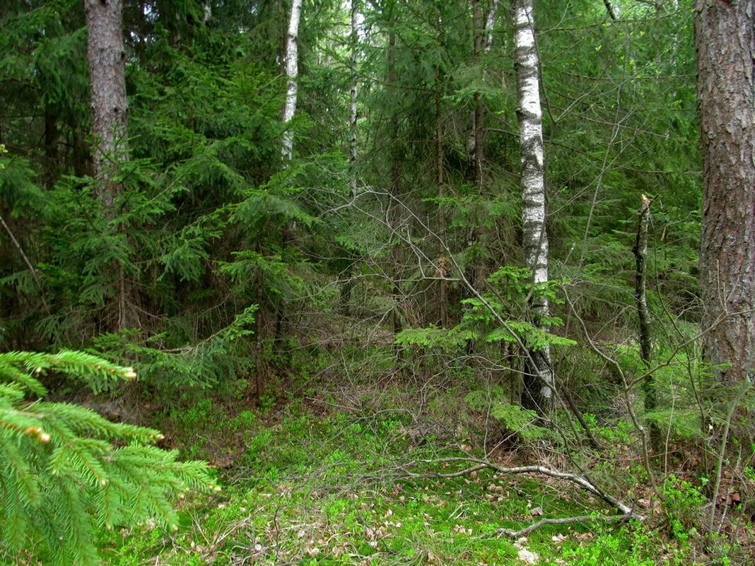 Сосняк зеленомошник. Ельник долгомошник. Лес сосняк зеленомошник.