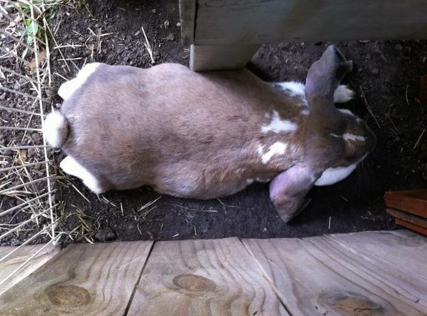 Сколько беременность у кроликов. Сукрольность крольчихи.