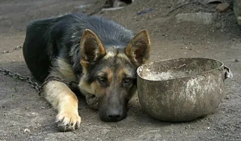Собака на цепи