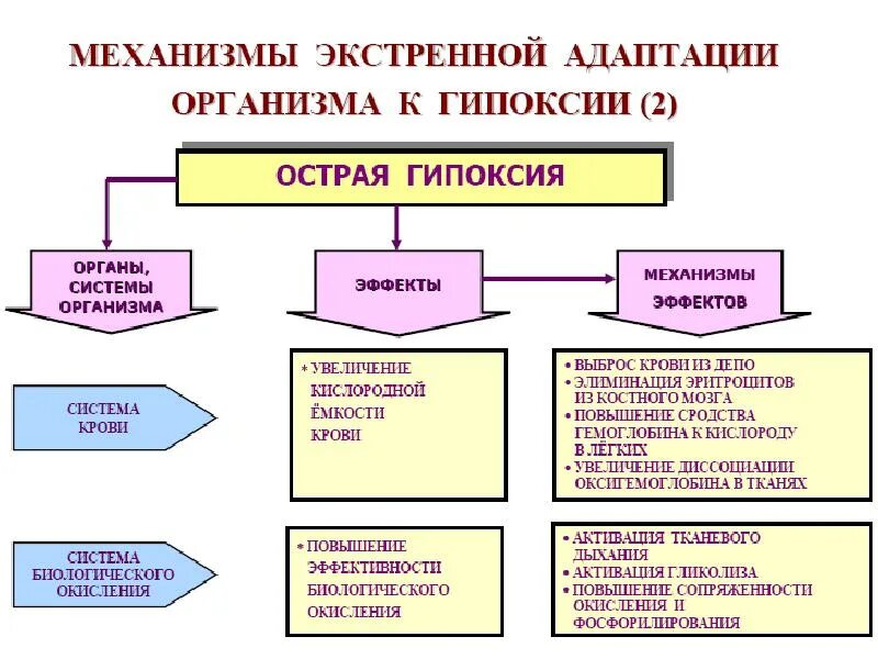 Острая и хроническая гипоксия. При острой и хронической гипоксии. Острые и хронические формы гипоксии. Типы гипоксии причины и механизмы ее развития.