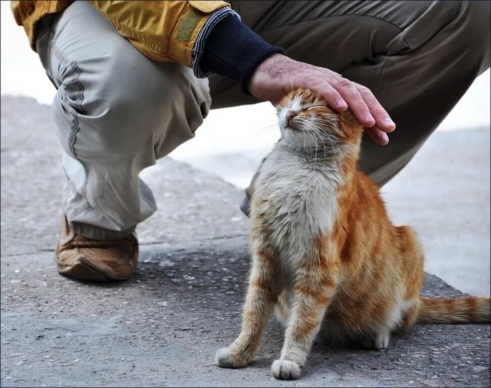 Уважение кошки. Добрые поступки. Доброта к животным. Милосердие к животным. Бездомные животные.