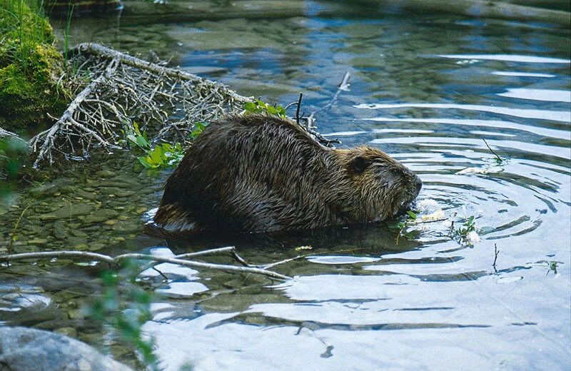 Звери водоемов. Животные реки. Животных водоема. Животные водоёмов нашего края. Животные возле водоема.