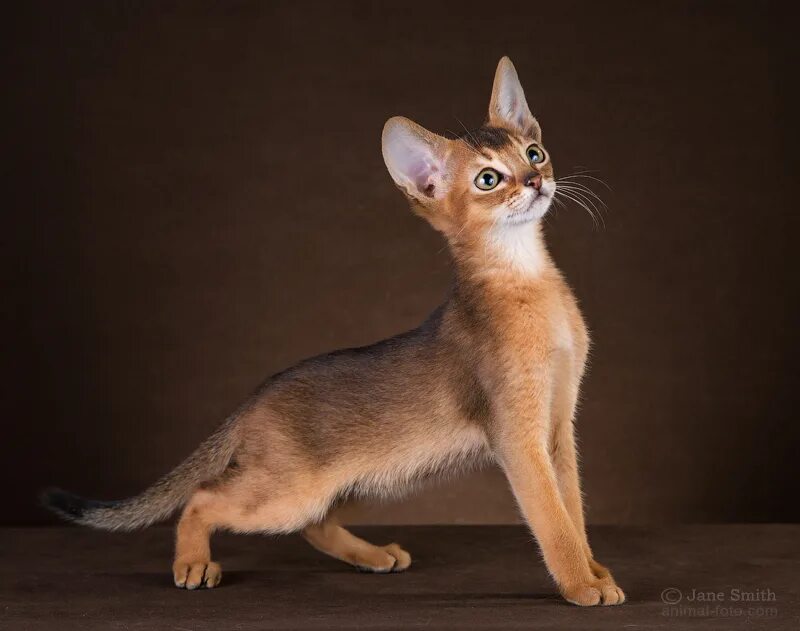 дикий окрас кошки. абиссинская кошка окрасы. абиссинская кошка дикий. дикий окрас кошки. дикий окрас кошки.