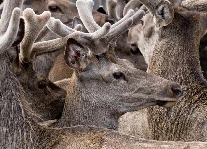 Панты Северного оленя. Рога оленя панты. Маралы рога панты. Мора (Оленьи панты).