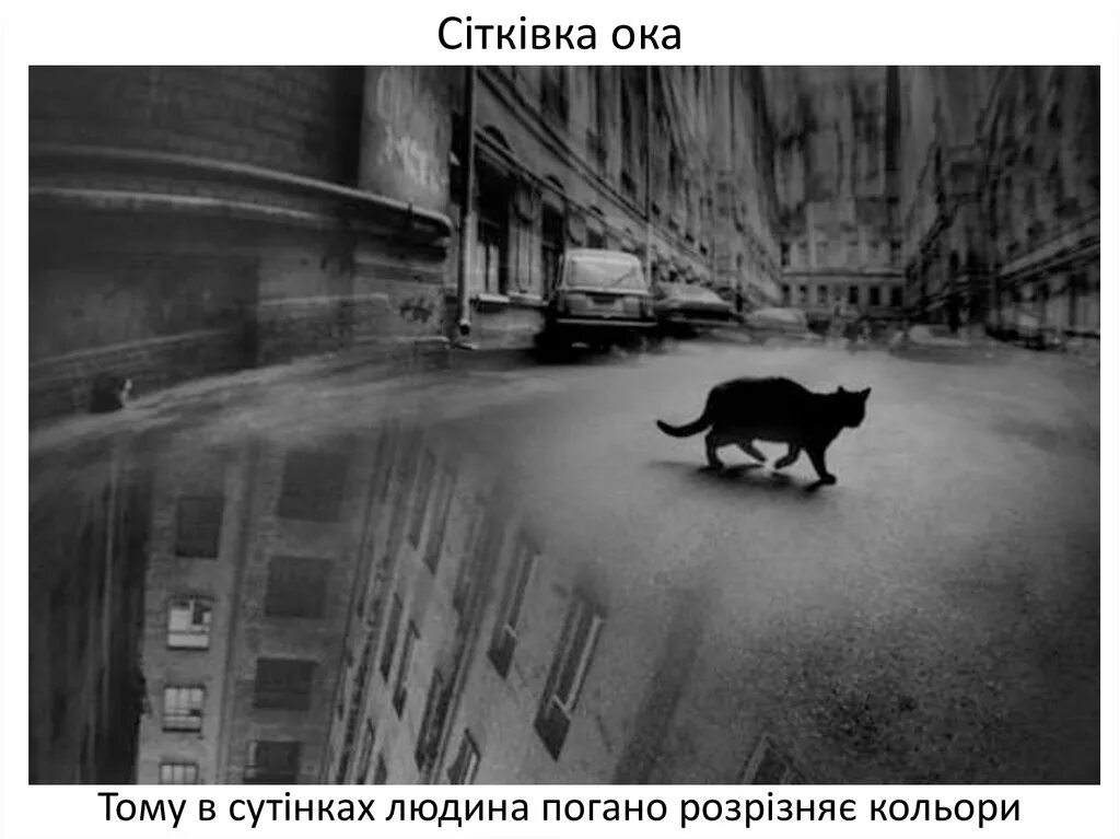 Коты перед смертью уходят