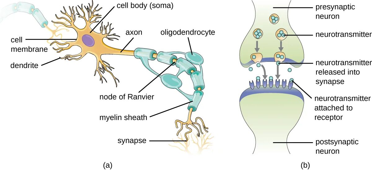 Neuron structure. Синапс миелин это. Олигодендроциты в нейроне. Neuron Anatomy.