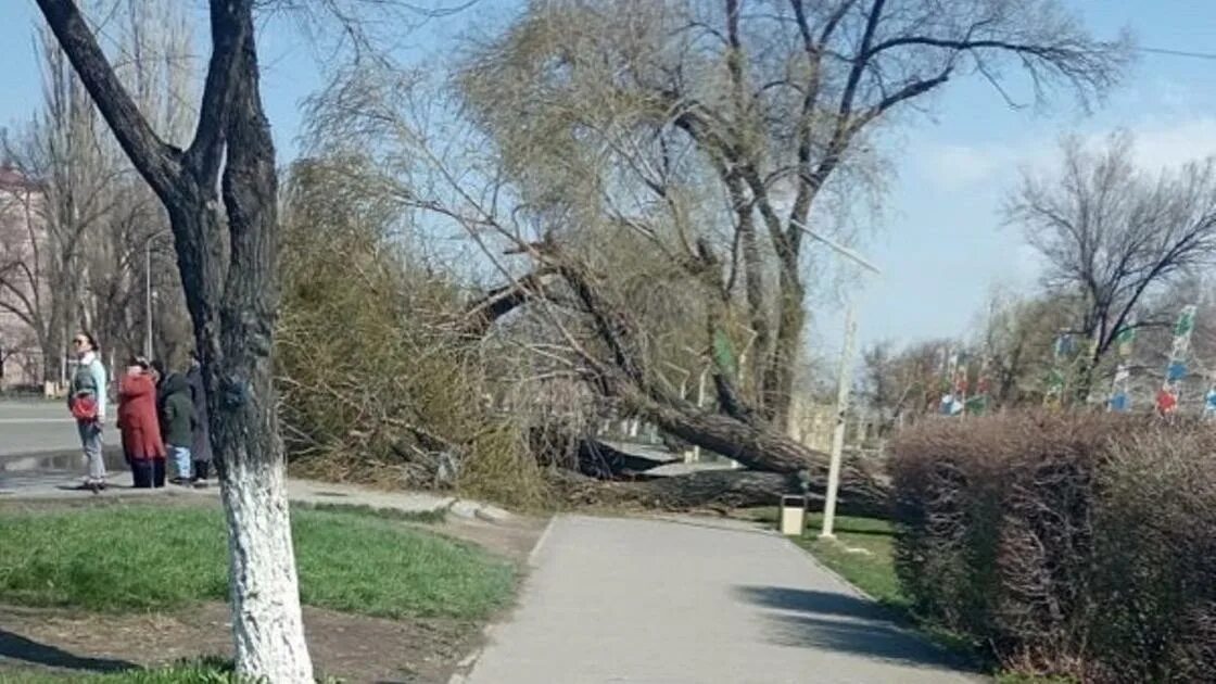 Тараз на неделе. Джамбул дерево. Погибшее дерево у дороги. Калинина упало дерево.