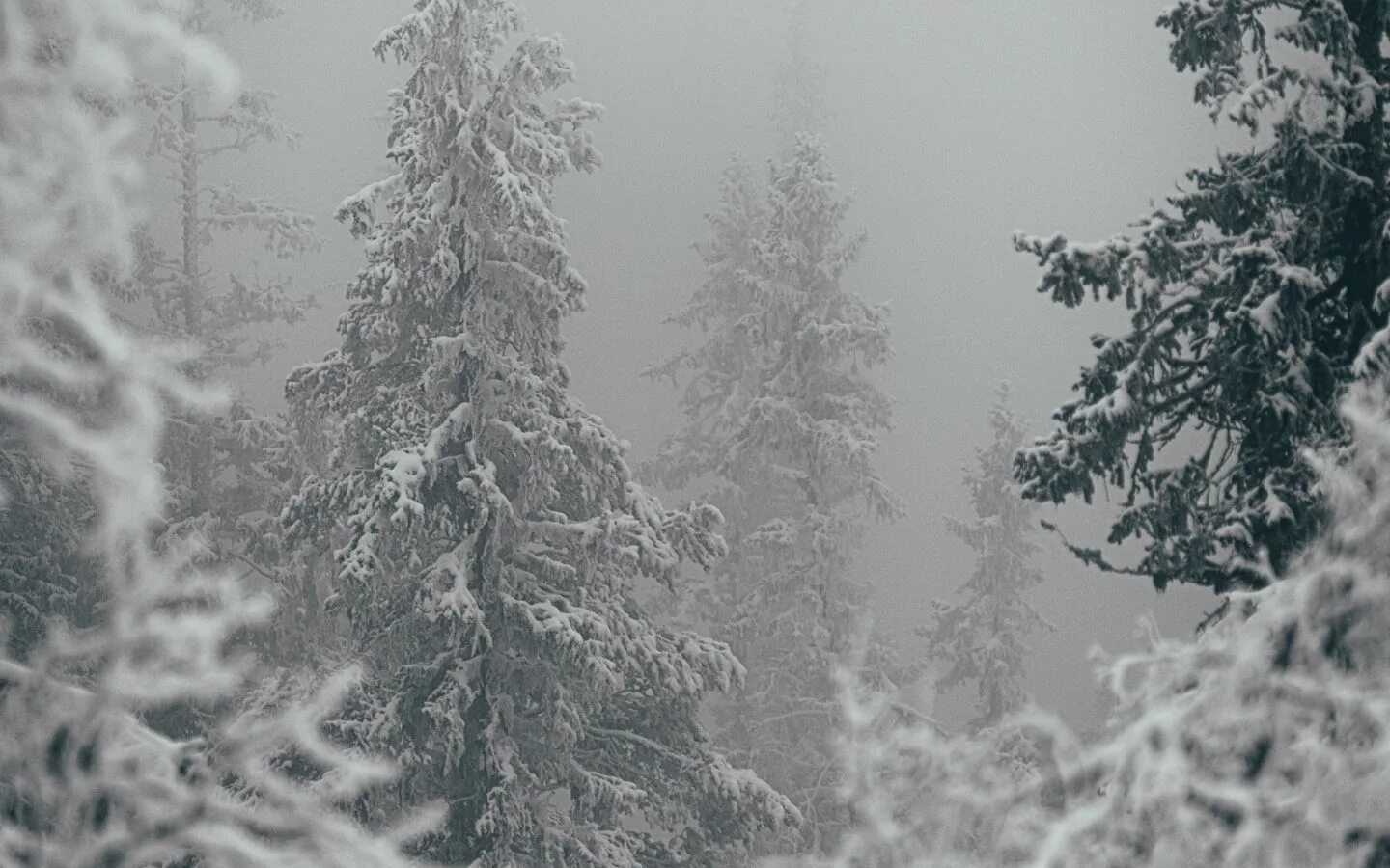 Зимний лес. Метель. Зима снегопад. Зима метель. Метель в тайге