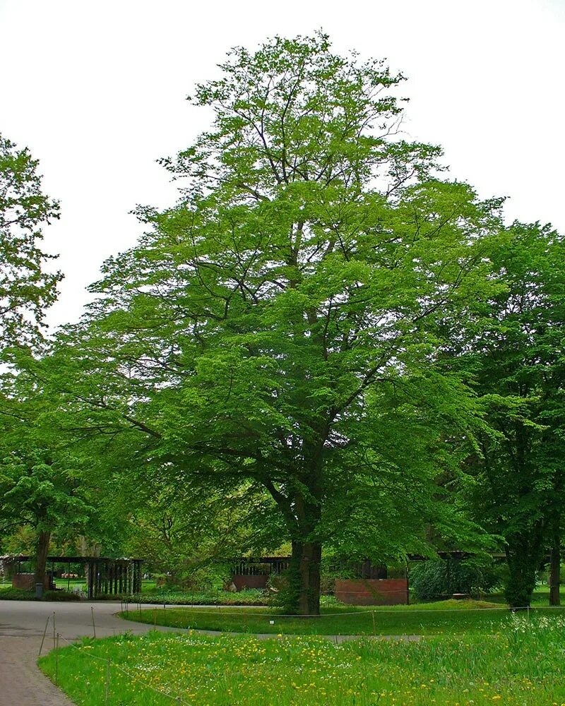 Дерево бук фото и описание. Граб дерево. Граб обыкновенный Carpinus betulus. Граб Европейский дерево. Граб мелколистный.