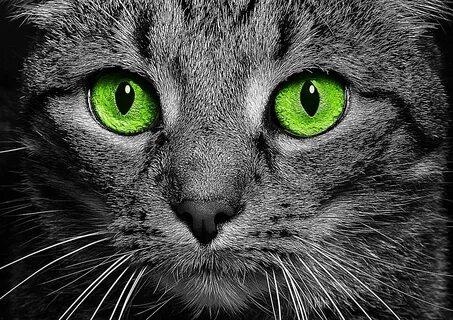 Green eyes the cats