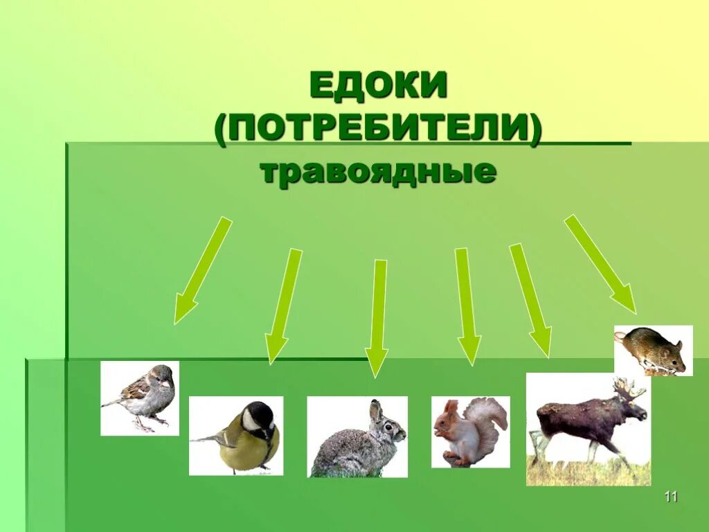 Примеры организмов производителей. Живые организмы потребители. Животные потребители. Организмы потребители животные. Едоки животные.