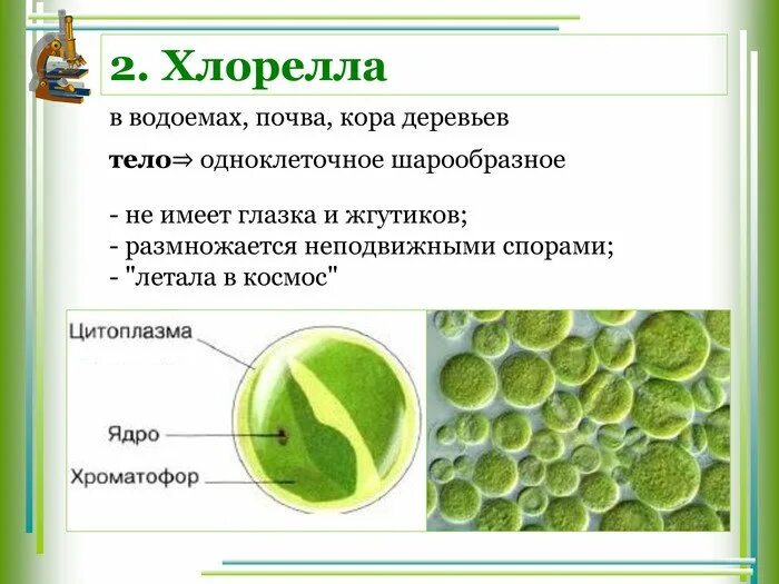 Одноклеточные зеленые водоросли характеристика. Хлорелла.