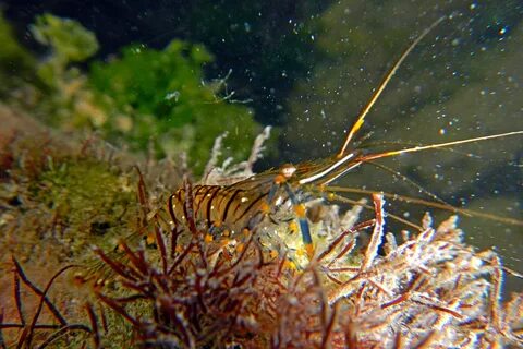 Есть креветки в черном море