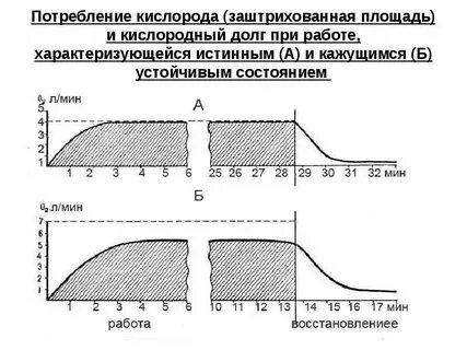 Величина кислородного долга