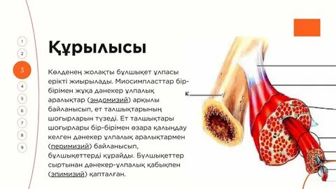 Қыз секс фильмі