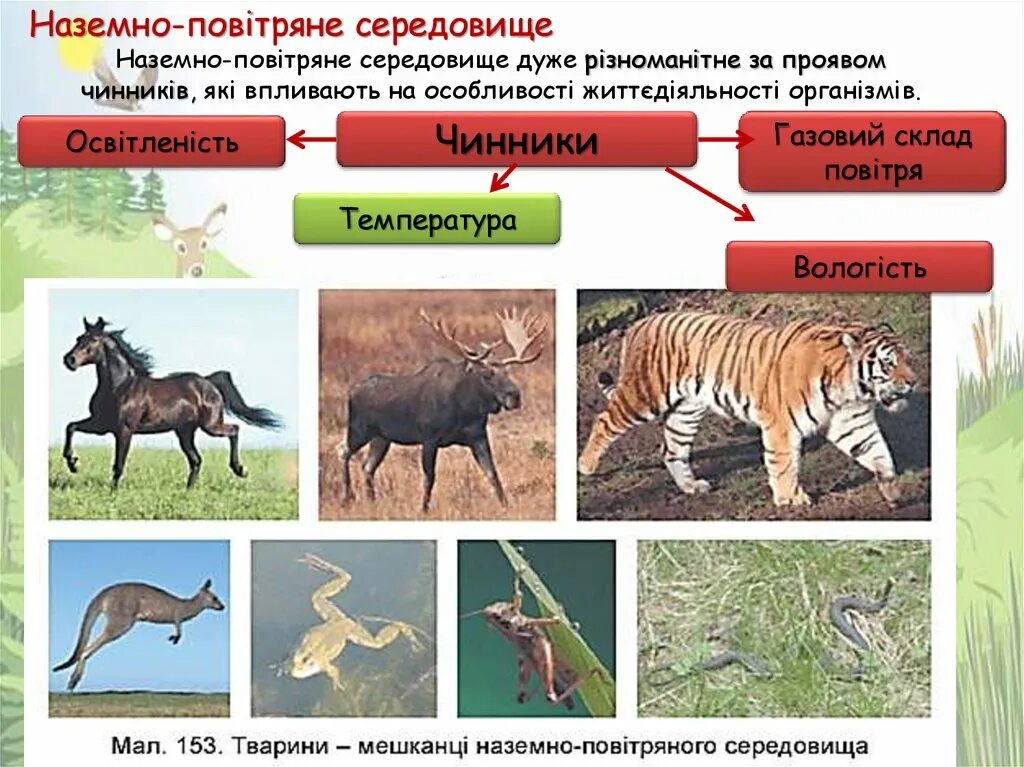 Название живых организмов наземно воздушной. Середовище наземно-повітряне. Тварини наземно повітряного середовища. Наземно середовище існування. Обитатели наземной среды.