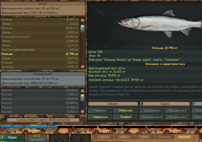 сибирский осетр описание. реальная рыбалка нельма. на что ловится нельма рыба. русская рыбалка installsoft edition 3. остров врангеля русская рыбалка.