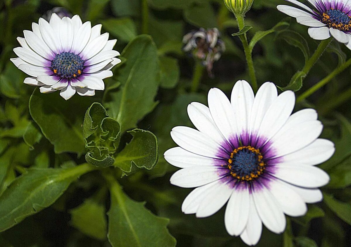 200 ICE PLANT MESEMBRYANTHEMUM DAISY Flower Seeds Mixed Colors *Flat S/H eBay