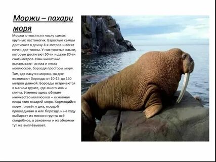 Морж на себе добывает