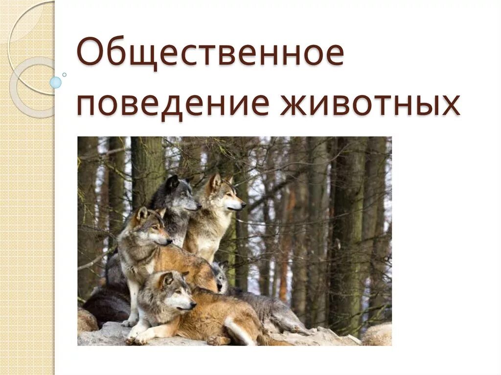 Поведение животных 6 класс. Общественное поведение животных. Поведение животных презентация. Виды поведения животных Общественное. Поведение животных биология.