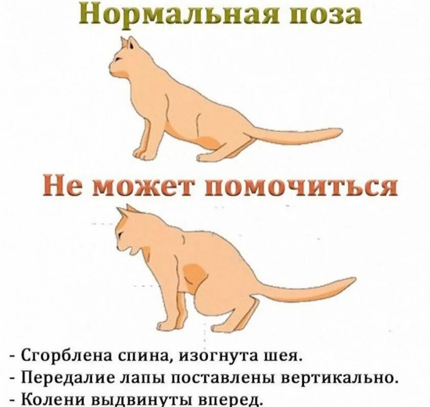 Симптомы мочекаменной болезни у котов и кошек. Мочекаменная у котов симптомы. Позы мочеиспускания у котов. Мочекаменная болезнь у кошек симптомы. Не могу пописать первая помощь