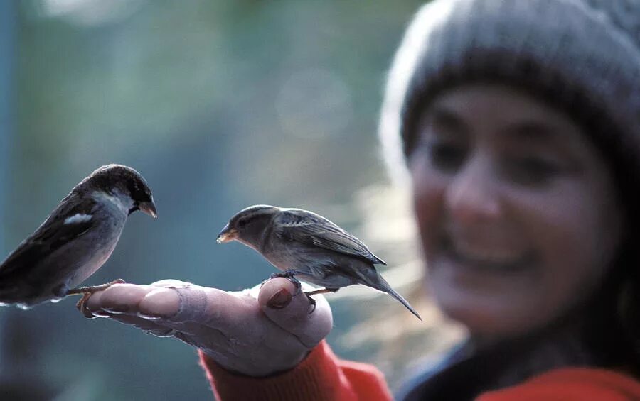 Feed the birds