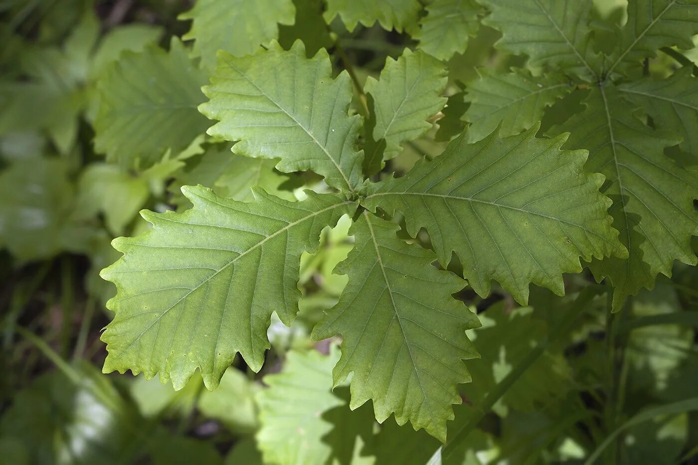 Цветок листья зубчатые. Красивые листья растений. Плектрантус южный мутовчатый. Urtica ferox – крапивное дерево онгаонга. Sshiso.