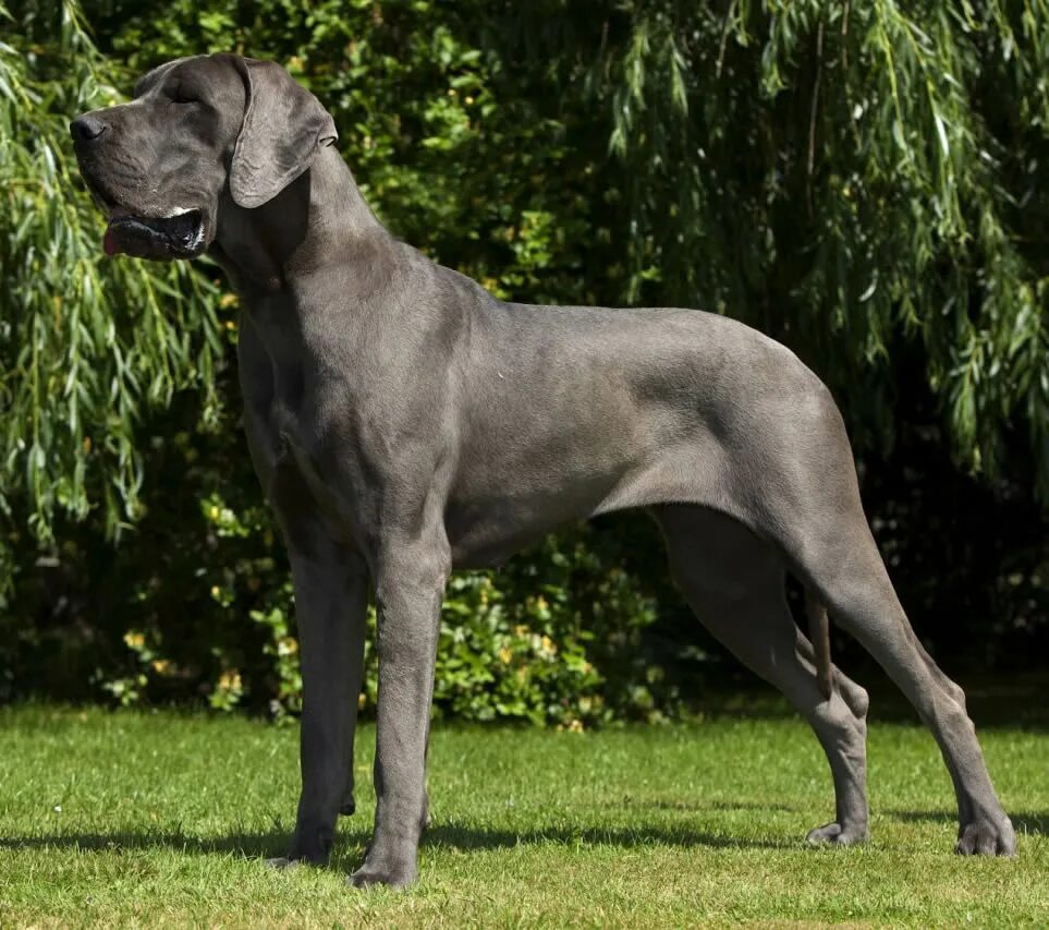 Собаки больших пород. Мастиф Зевс. Большая собака дог порода. Немецкий дог рост. Огромная гладкошерстная собака.