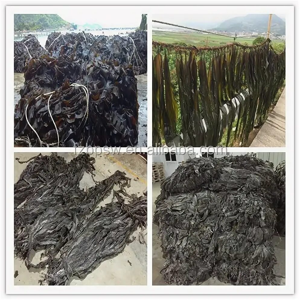 Как обработать водоросли. Корм для животных из водорослей. Корма для животных из водорослей. CHNT Seaweed Shredder.