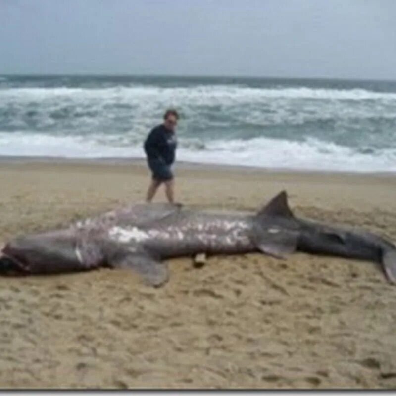 Акулы в Египте Шарм-Эль-Шейх. Акулы в Красном море Шарм-Эль-Шейх нападение. Нападение акул в шарме