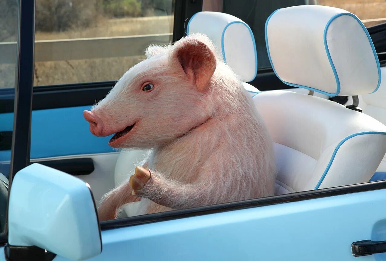 Поросенок на машинке. Свинья в очках. Поросёнок мчит. Поросенок за рулем. Свинья едет.