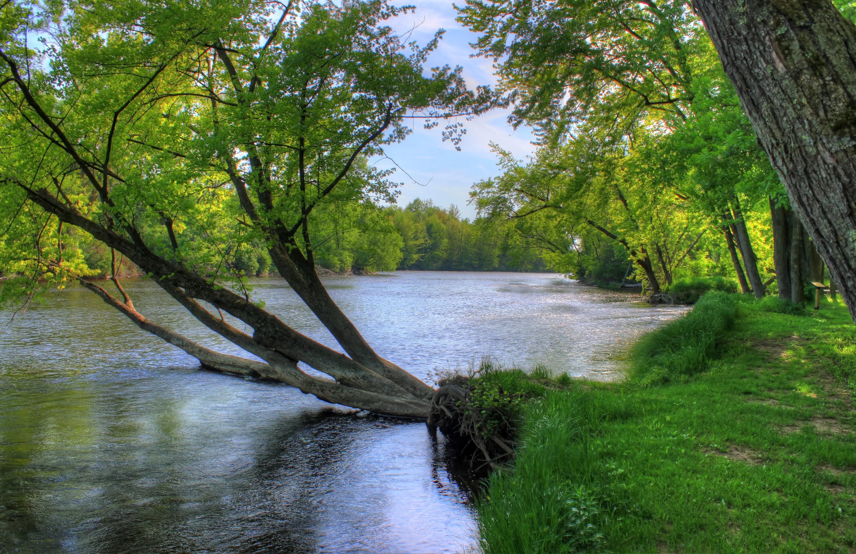 Tree in the river. Tree at the river. in the river. branch in the river.