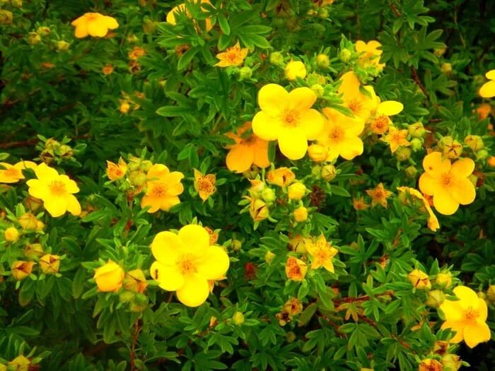 Potentilla fruticosa 'Happy Face Yellow' (Shrubby Cinquefoil) Garden retreat ide