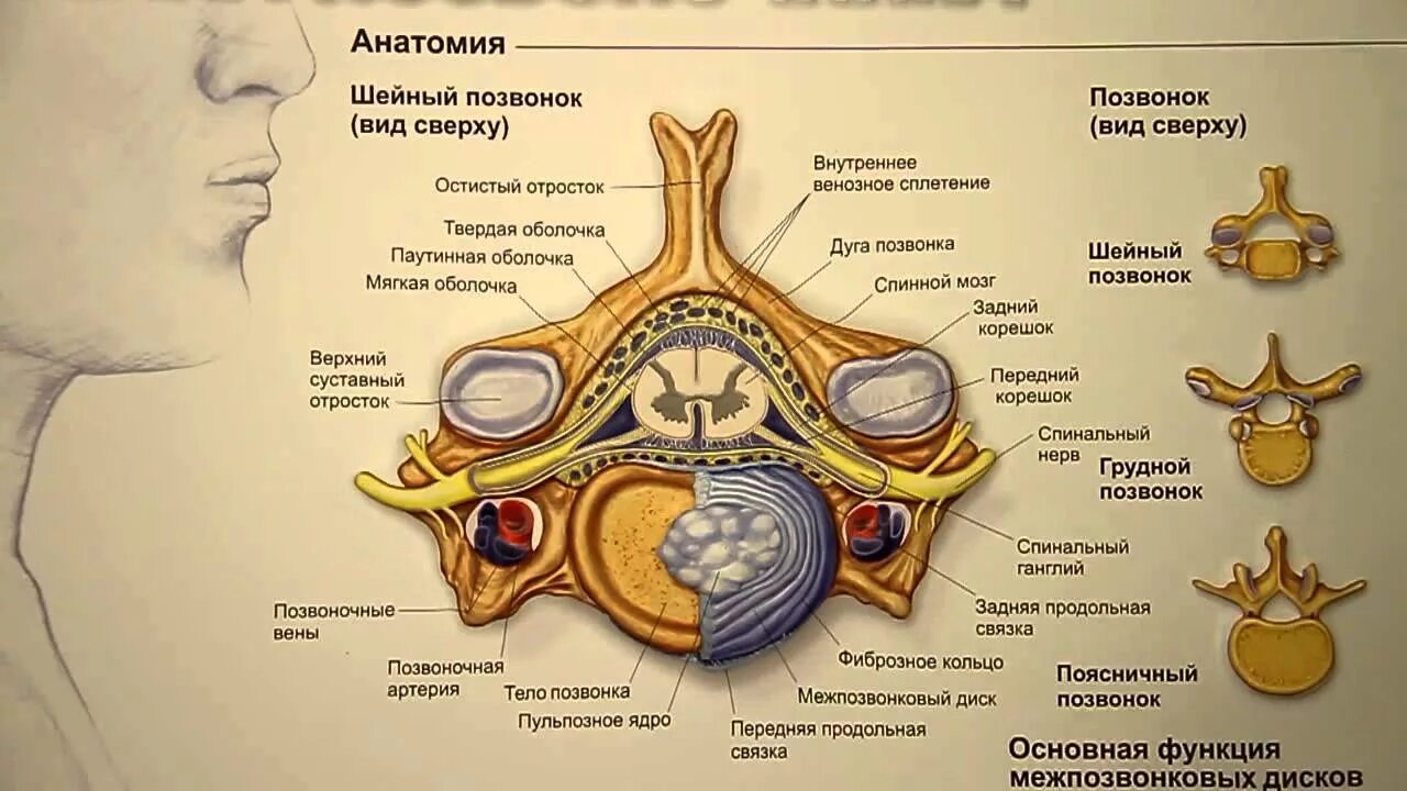 Тело позвонка шейного. 7 Шейный позвонок. 7 Шейный позвонок анатомия. Анатомия позвонков шейного отдела. 2 Шейный позвонок анатомия.