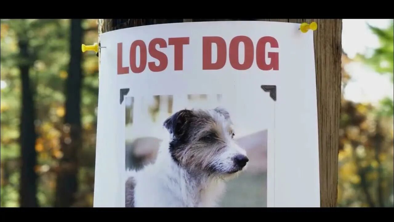 The lost dog. Плакаты с собаками. Lost dogs 7. Missing dog poster. The lost dog.