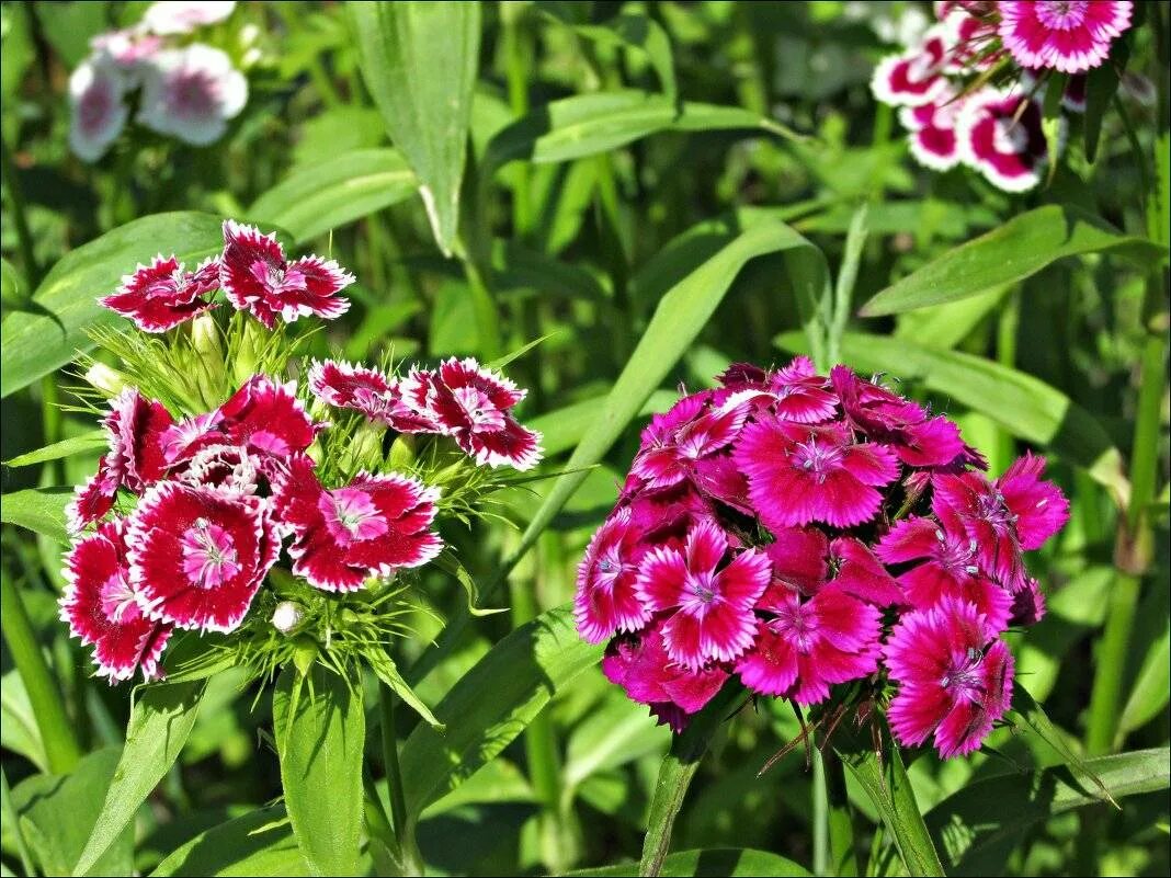 Pin on Gardening: Inside or Outside Types of flowers, Flowers, Flower names